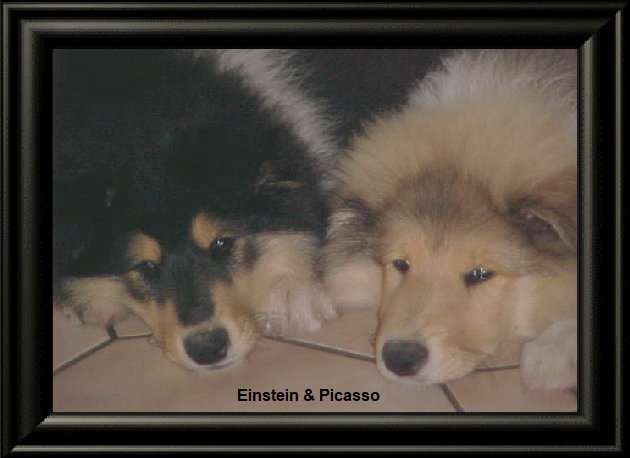 colliefreunde001.jpg