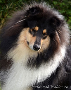 colliefreunde123.jpg