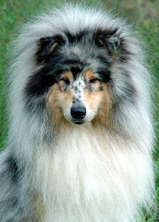 colliefreunde134.jpg