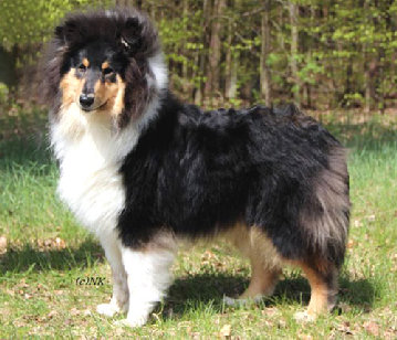 colliefreunde136.jpg