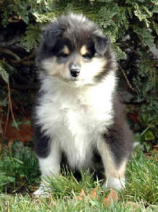 colliefreunde137.jpg