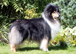 colliefreunde149.jpg