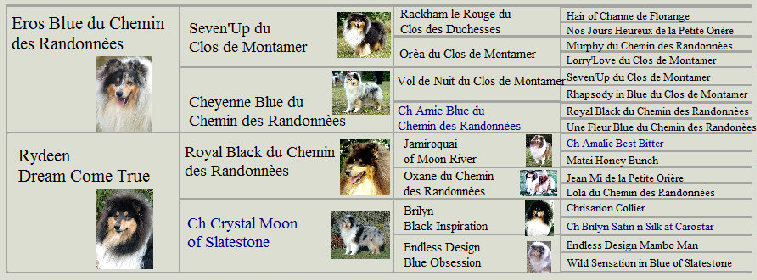 colliefreunde152.jpg