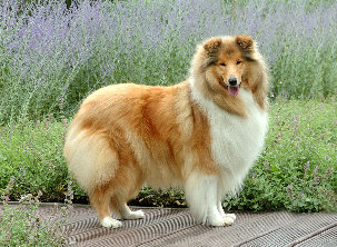 colliefreunde188.jpg