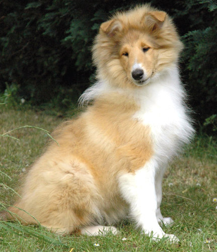 colliefreunde173.jpg