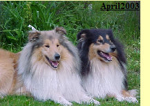 colliefreunde243.jpg